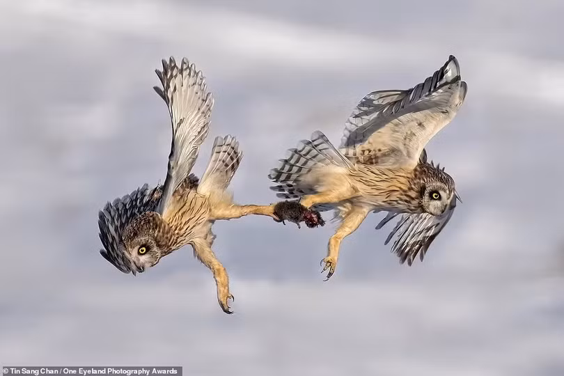 Loạt tác phẩm ấn tượng đoạt giải cuộc thi ảnh quốc tế One Eyeland 2021