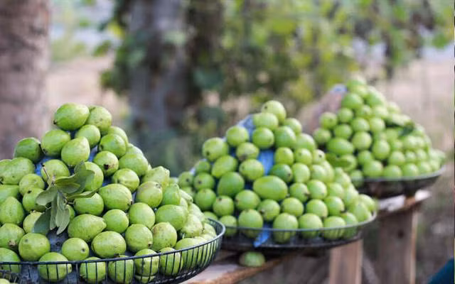 Cách chọn, bảo quản ổi ngon và chế biến thành món ngon