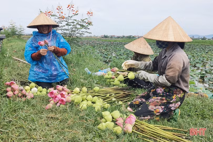 Hoa sen Hào Thành đắt hàng dịp Rằm tháng Bảy