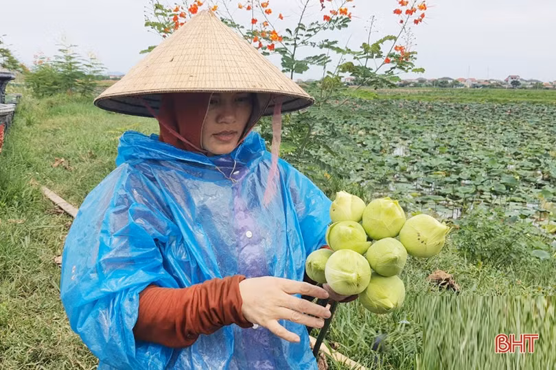 Hoa sen Hào Thành đắt hàng dịp Rằm tháng Bảy