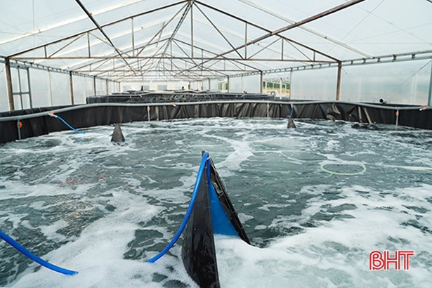 Doanh nghiệp nuôi tôm lớn nhất Hà Tĩnh đầu tư hơn 14 tỷ xây “nhà” cho tôm