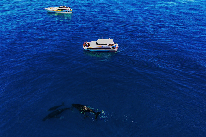 Những điểm đến khó quên ở Australia hình ảnh 6 Những điểm đến khó quên ở Australia