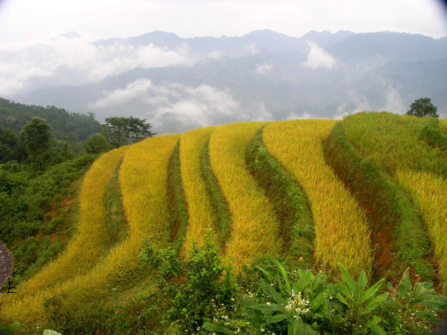 Thu về chiêm ngưỡng những ruộng bậc thang đẹp nhất Việt Nam
