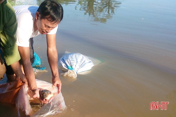 Xã hỗ trợ dân 4,2 tạ giống cá chép giòn