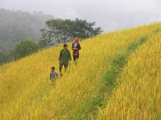 Thu về chiêm ngưỡng những ruộng bậc thang đẹp nhất Việt Nam