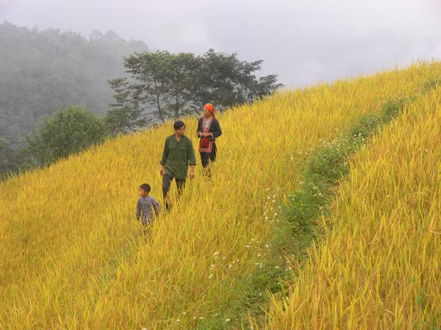 Thu về chiêm ngưỡng những ruộng bậc thang đẹp nhất Việt Nam