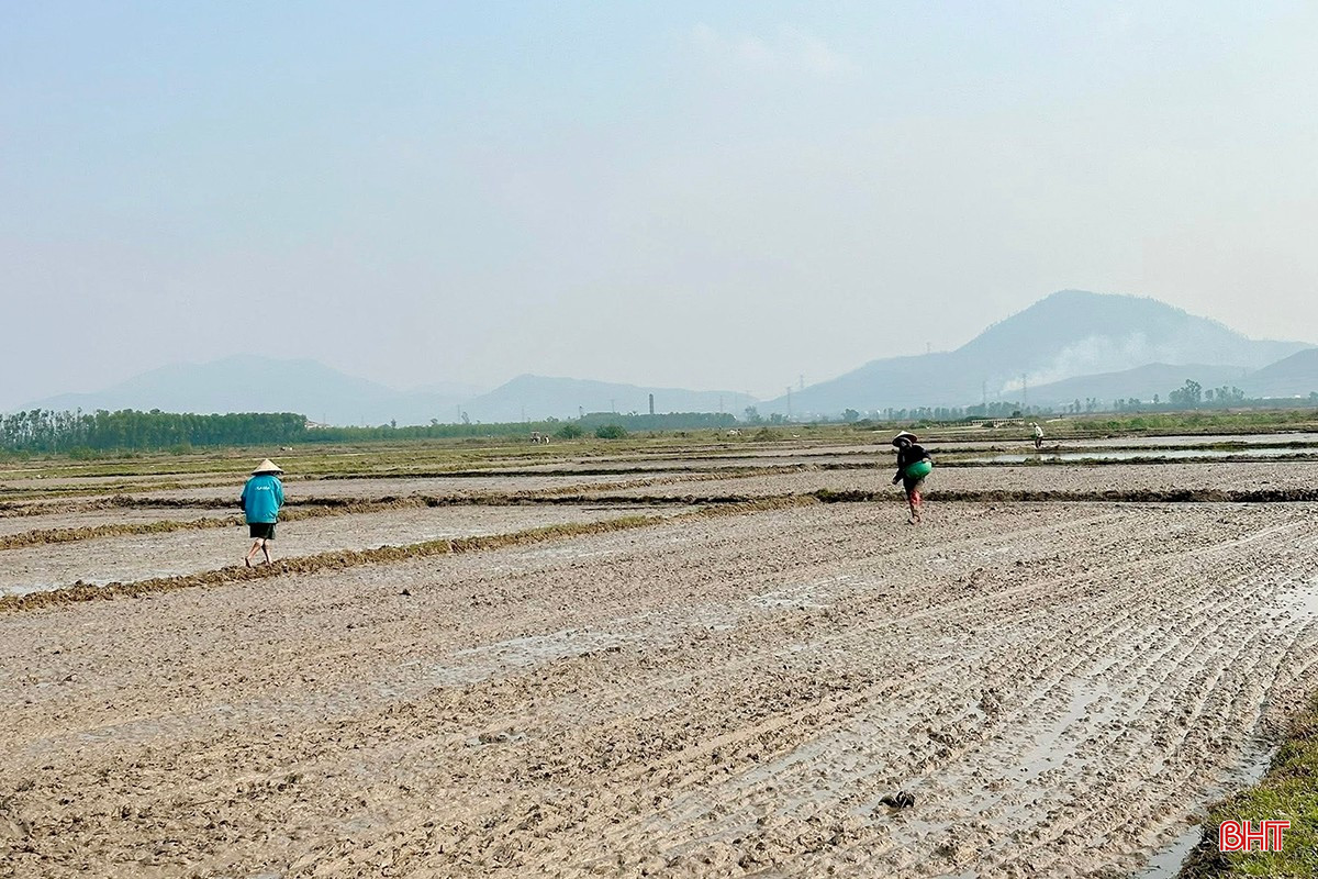 Ông Nguyễn Văn Nam (thôn 3, xã Cẩm Lạc) phấn khởi cho biết: “Vụ này, gia đình tôi sản xuất các giống lúa mới như: Bắc Thịnh, VNR20, HG12, ADI168. Nhờ thời tiết thuận lợi cùng với việc chủ động từ sớm, gia đình chuẩn bị hoàn thành việc xuống giống 9 sào lúa. Hy vọng, năm nay thời tiết ủng hộ để bà con gặt hái mùa vàng với năng suất cao".