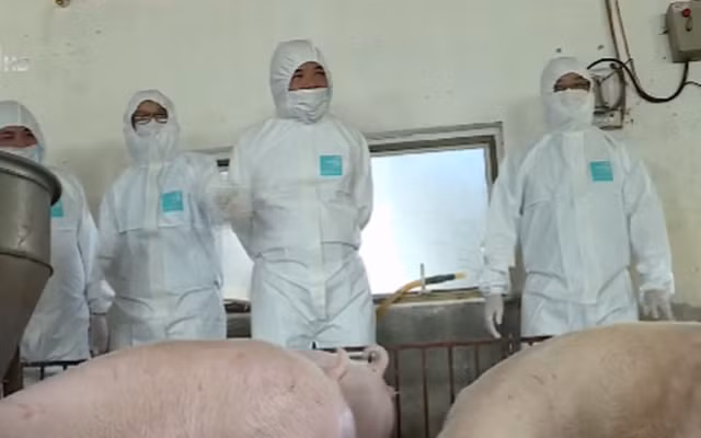 NÓNG: Kết quả mới nhất về nghiên cứu vaccine dịch tả lợn châu Phi