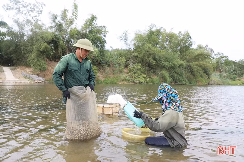Mùa hến trên sông Ngàn Phố