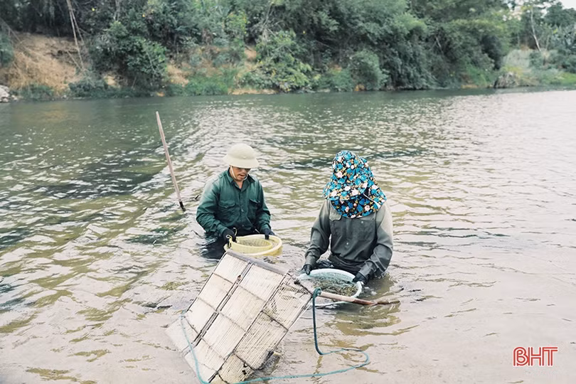 Mùa hến trên sông Ngàn Phố
