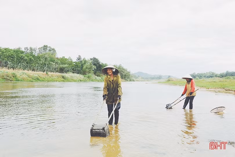 Mùa hến trên sông Ngàn Phố