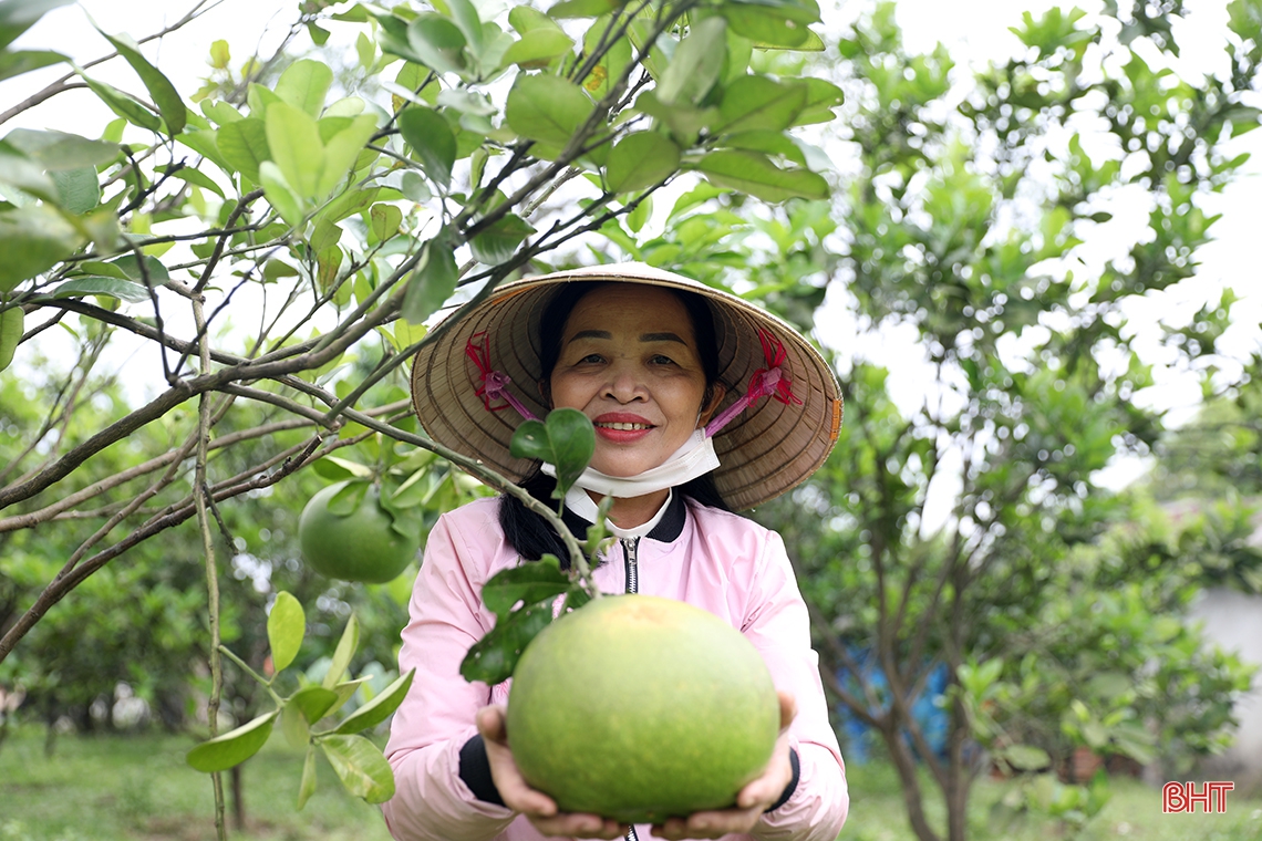 Khu vườn mẫu xanh mướt của chi hội trưởng phụ nữ ở TX Kỳ Anh