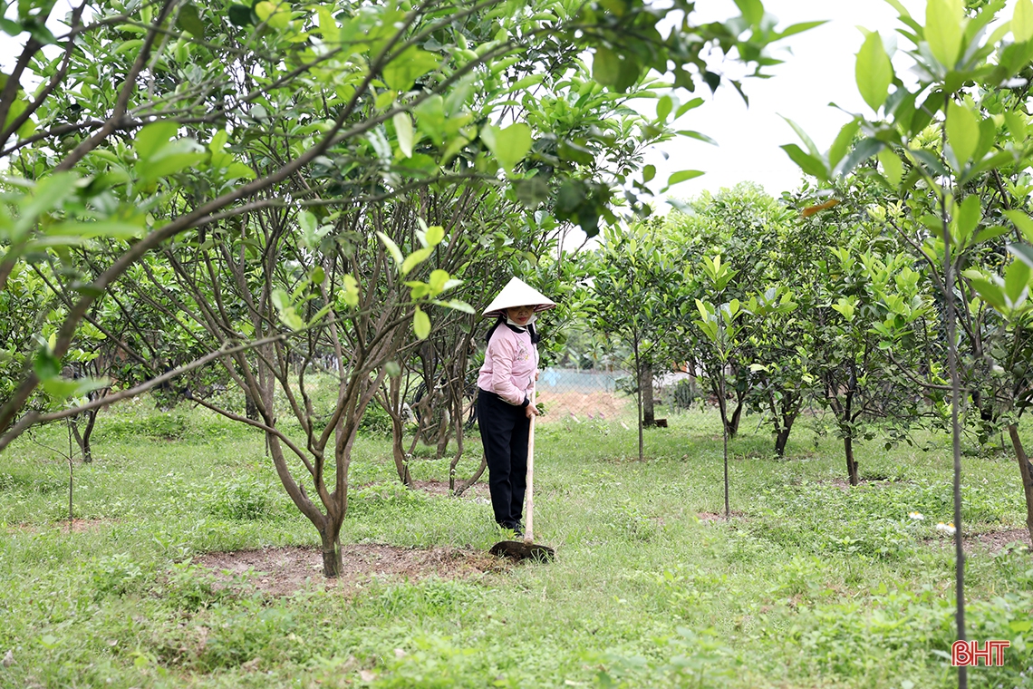 Khu vườn mẫu xanh mướt của chi hội trưởng phụ nữ ở TX Kỳ Anh