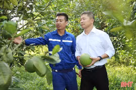 Bưởi da xanh cho quả ngọt trên đất đồi Hà Tĩnh