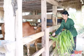 Phụ nữ Sơn Giang nâng cao thu nhập từ những mô hình kinh tế 