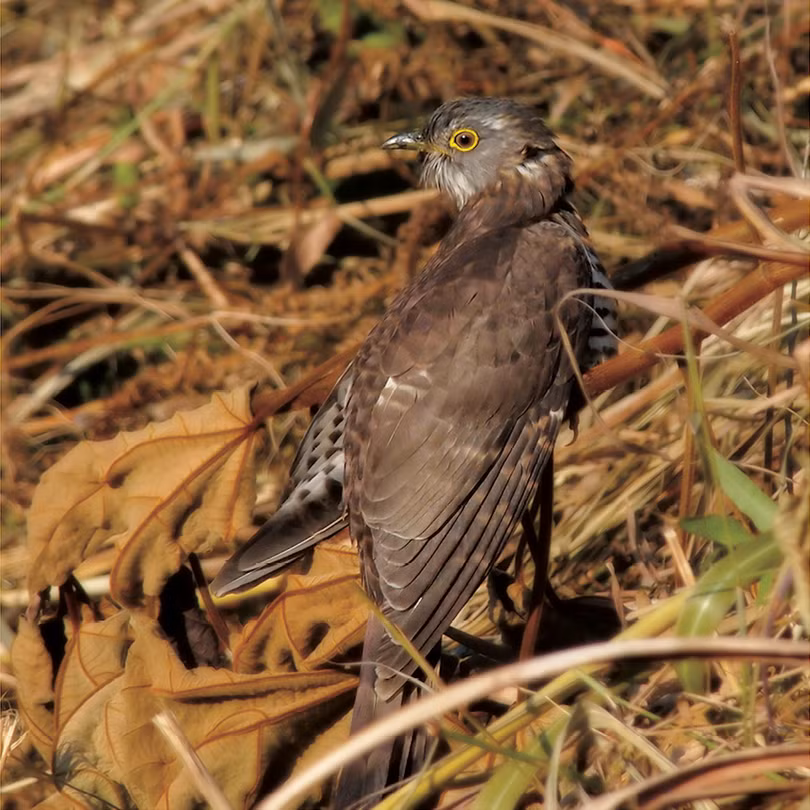 Những loài chim đẹp và lạ bậc nhất Việt Nam