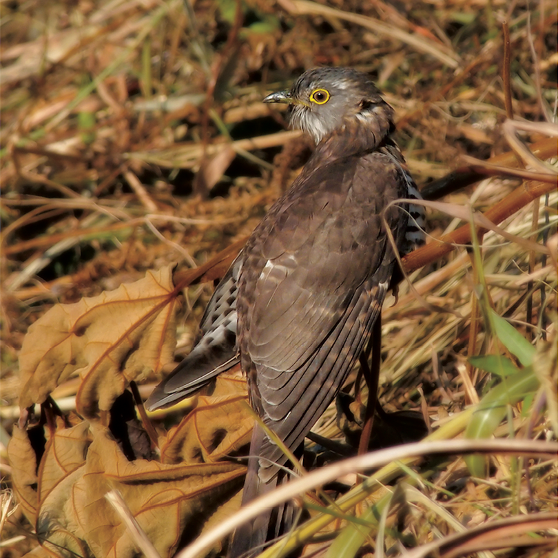 Những loài chim đẹp và lạ bậc nhất Việt Nam