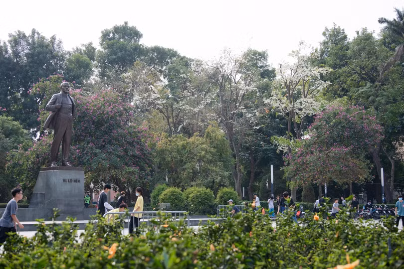 Đẹp nao lòng hoa sưa nở trắng trời Hà Nội