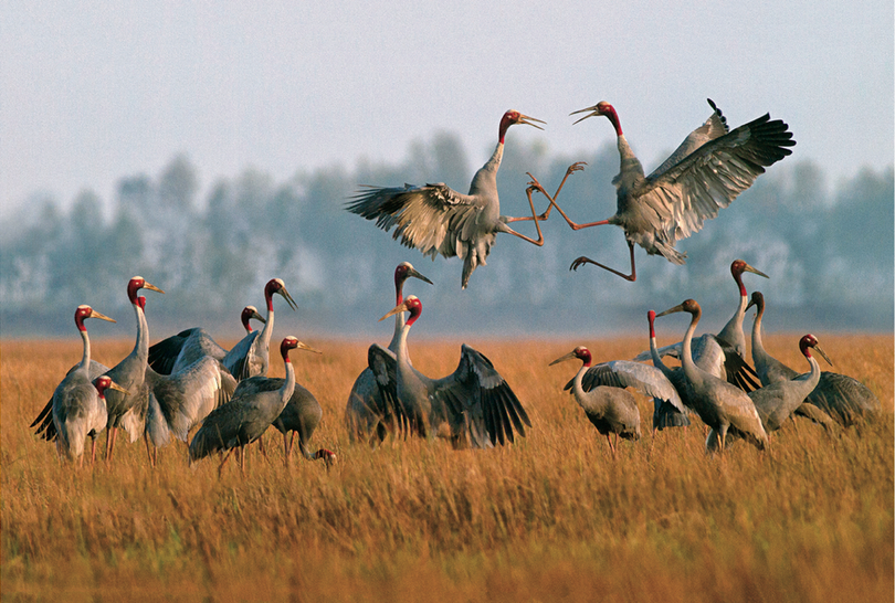Những loài chim đẹp và lạ bậc nhất Việt Nam