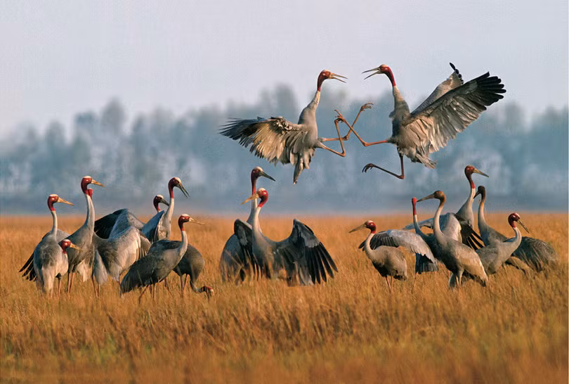 Những loài chim đẹp và lạ bậc nhất Việt Nam