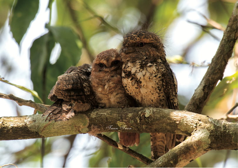 Những loài chim đẹp và lạ bậc nhất Việt Nam