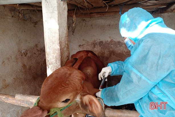 Thêm 2 xã ở Lộc Hà phát sinh bệnh viêm da nổi cục