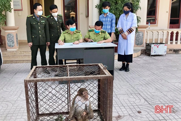 Bàn giao cá thể khỉ mốc quý hiếm để thả về vùng rừng tự nhiên ở Hà Tĩnh