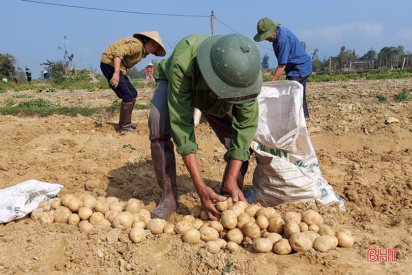 Khoai tây “bén duyên” vùng đất pha cát bạc màu ở Hà Tĩnh