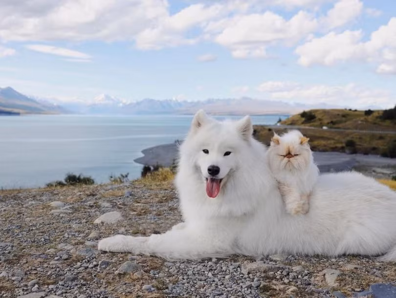 “Tan chảy” trước tình bạn đáng yêu giữa mèo cau có và chó vui vẻ