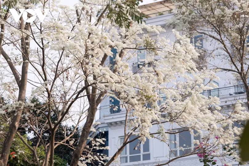 Đẹp nao lòng hoa sưa nở trắng trời Hà Nội