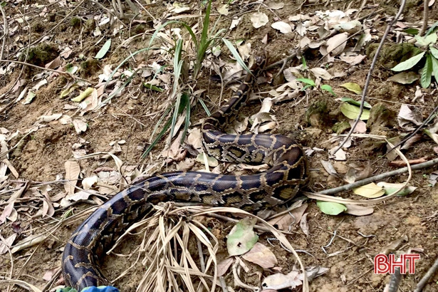 Vườn Quốc gia Vũ Quang thả cá thể khỉ mặt đỏ và trăn đất về môi trường tự nhiên