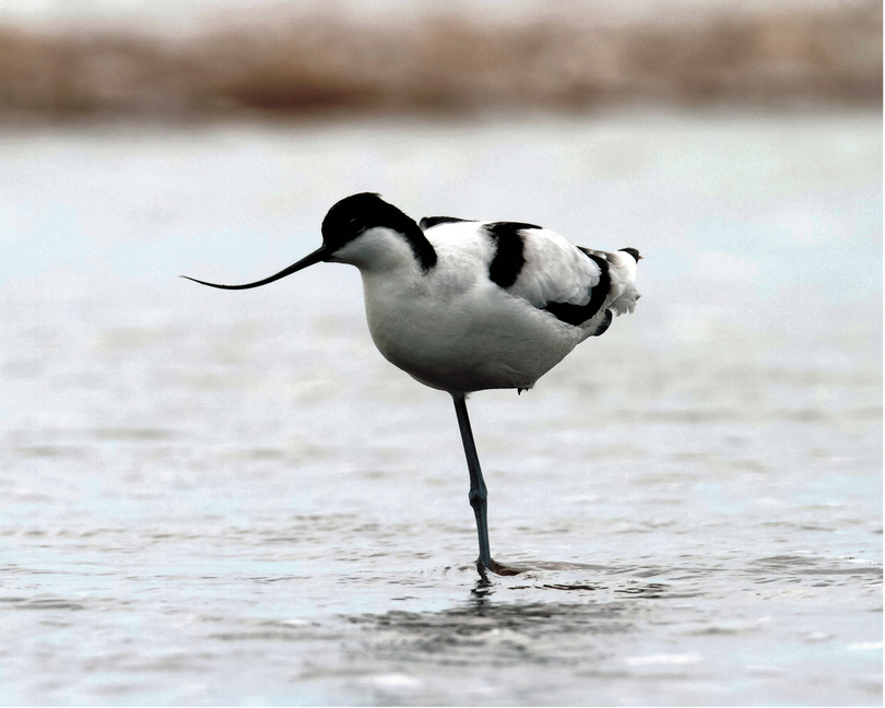 Những loài chim đẹp và lạ bậc nhất Việt Nam