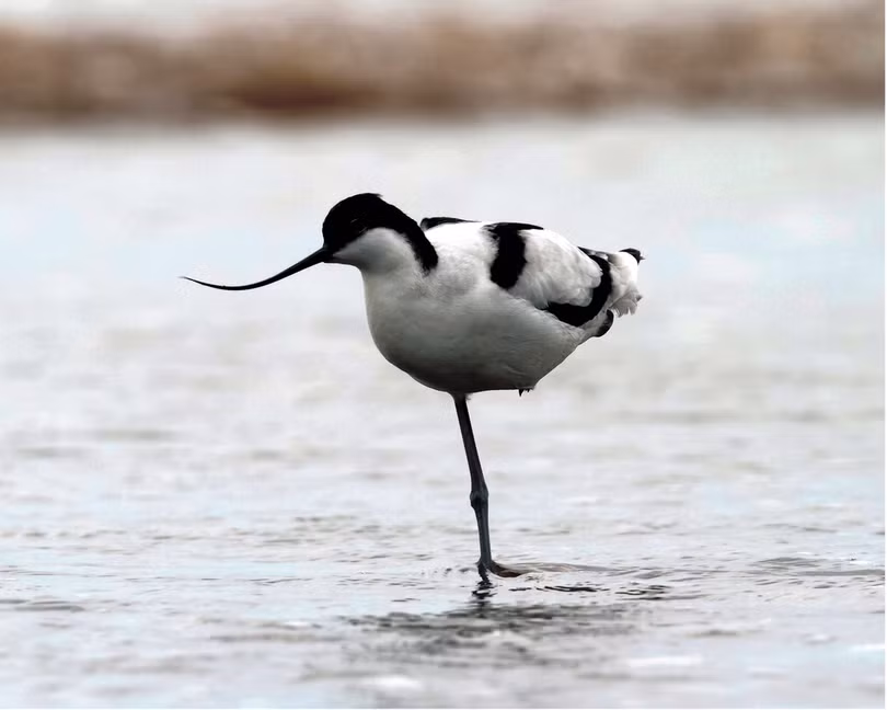 Những loài chim đẹp và lạ bậc nhất Việt Nam