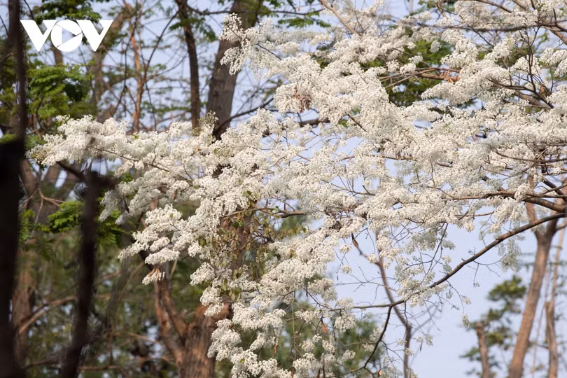 Đẹp nao lòng hoa sưa nở trắng trời Hà Nội