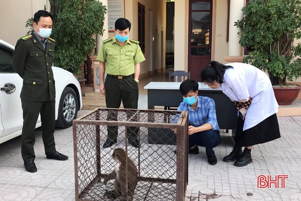 Bàn giao cá thể khỉ mốc quý hiếm để thả về vùng rừng tự nhiên ở Hà Tĩnh
