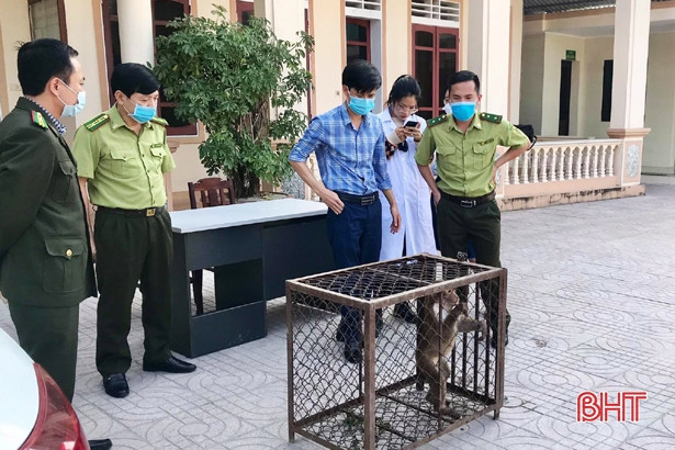Bàn giao cá thể khỉ mốc quý hiếm để thả về vùng rừng tự nhiên ở Hà Tĩnh