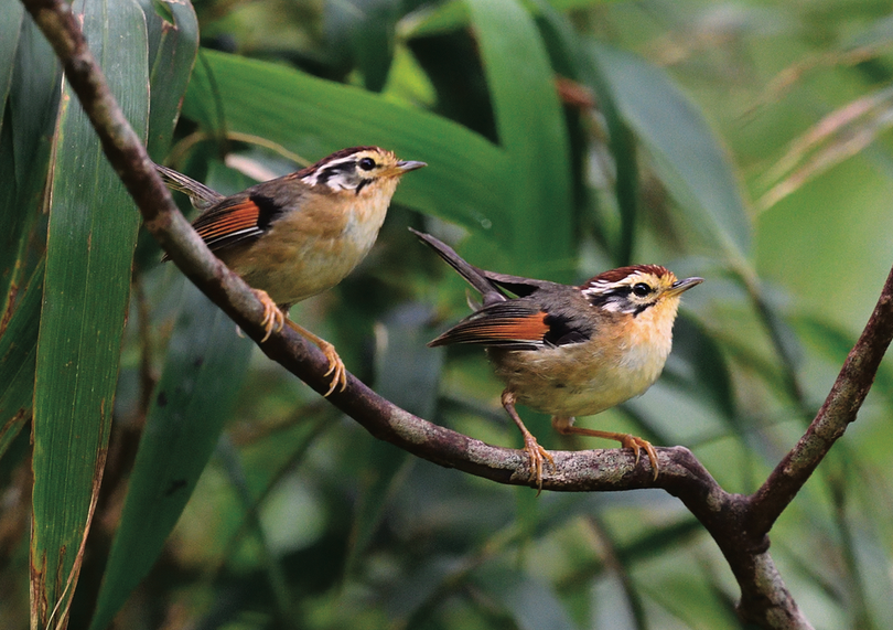 Những loài chim đẹp và lạ bậc nhất Việt Nam