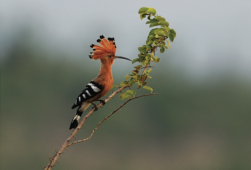 Những loài chim đẹp và lạ bậc nhất Việt Nam