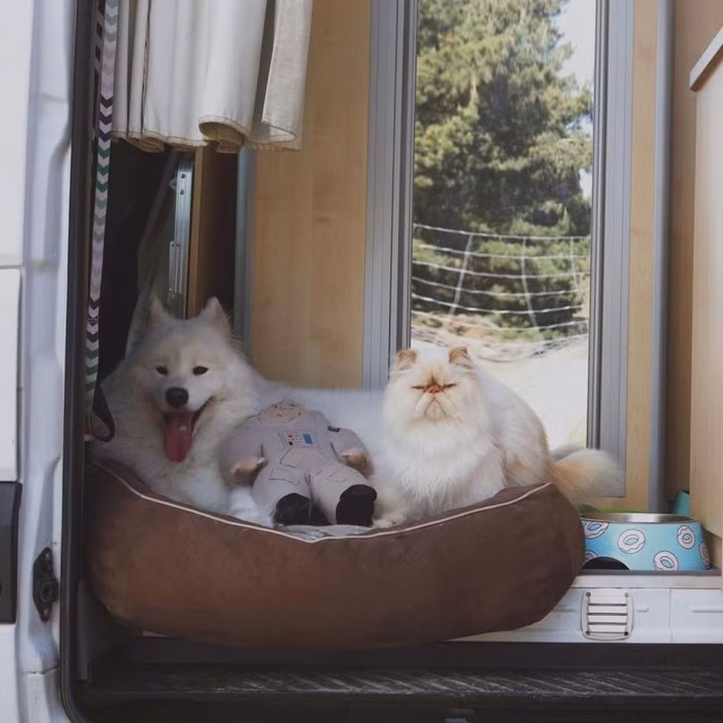 “Tan chảy” trước tình bạn đáng yêu giữa mèo cau có và chó vui vẻ