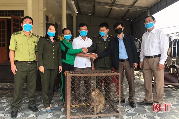 Vườn Quốc gia Vũ Quang tiếp nhận cá thể khỉ đuôi lợn quý hiếm