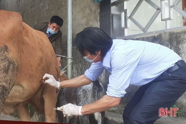 Thêm 4 xã ở Can Lộc xuất hiện bệnh viêm da nổi cục trên trâu, bò