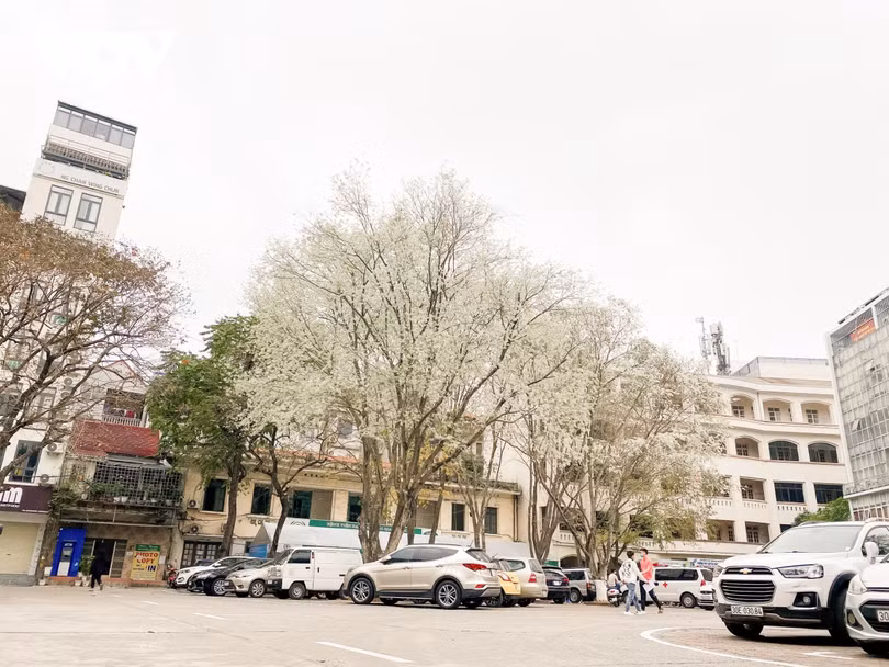 Đẹp nao lòng hoa sưa nở trắng trời Hà Nội