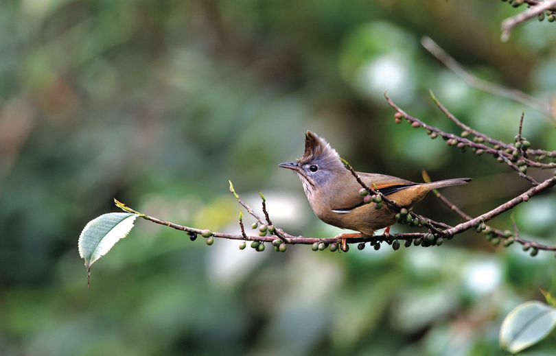 Những loài chim đẹp và lạ bậc nhất Việt Nam
