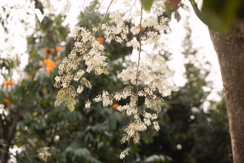 Đẹp nao lòng hoa sưa nở trắng trời Hà Nội