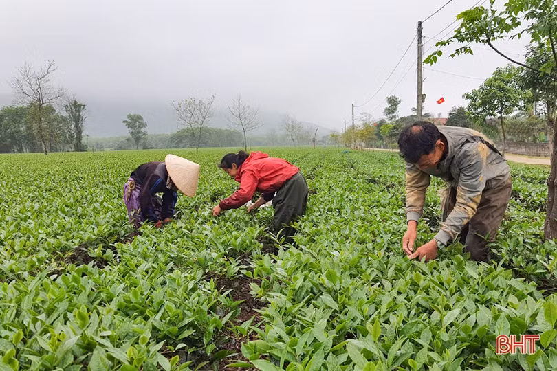 Người trồng chè Kỳ Anh hái lộc xuân, mở đầu mùa thu hoạch năm 2021