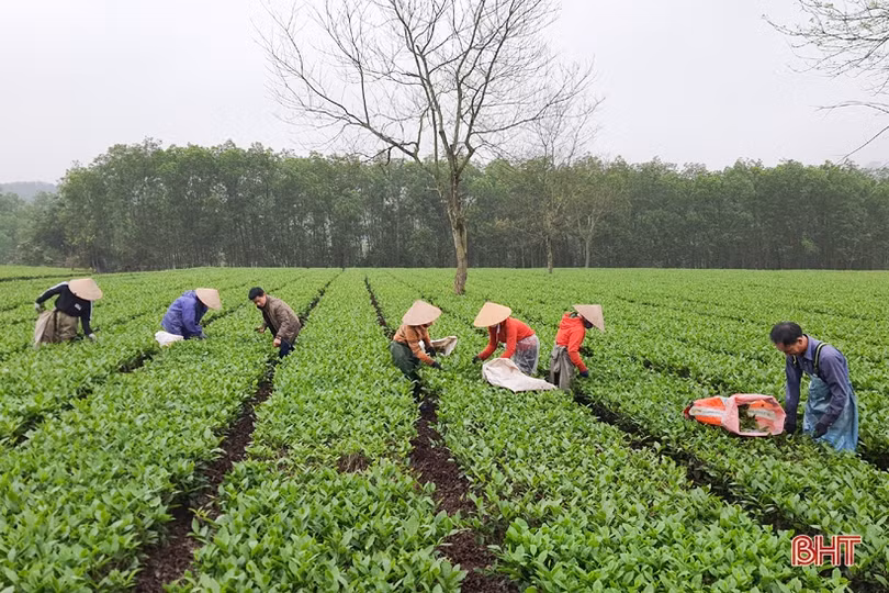 Người trồng chè Kỳ Anh hái lộc xuân, mở đầu mùa thu hoạch năm 2021