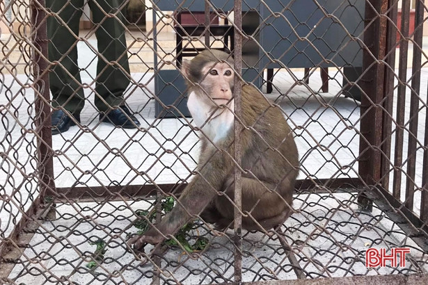 Bàn giao cá thể khỉ mốc quý hiếm để thả về vùng rừng tự nhiên ở Hà Tĩnh