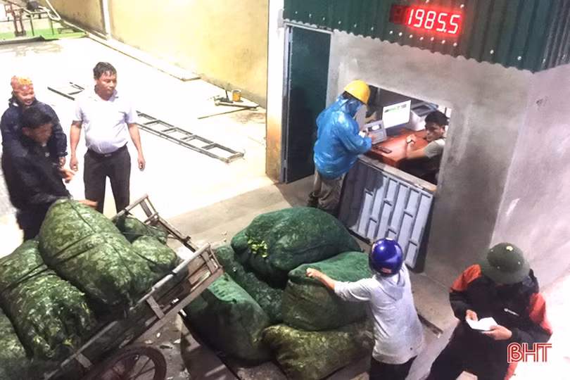 Người trồng chè Kỳ Anh hái lộc xuân, mở đầu mùa thu hoạch năm 2021