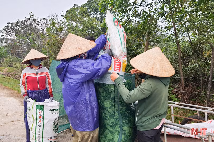 Người trồng chè Kỳ Anh hái lộc xuân, mở đầu mùa thu hoạch năm 2021
