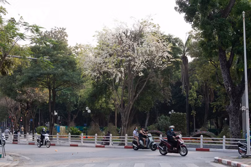 Đẹp nao lòng hoa sưa nở trắng trời Hà Nội